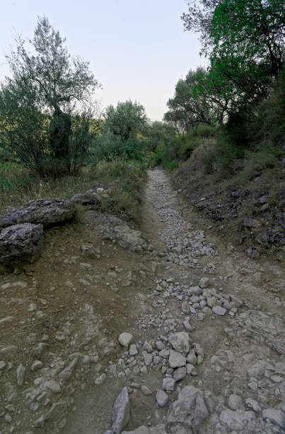 dirt road on hill with ancient olive tree stock photo