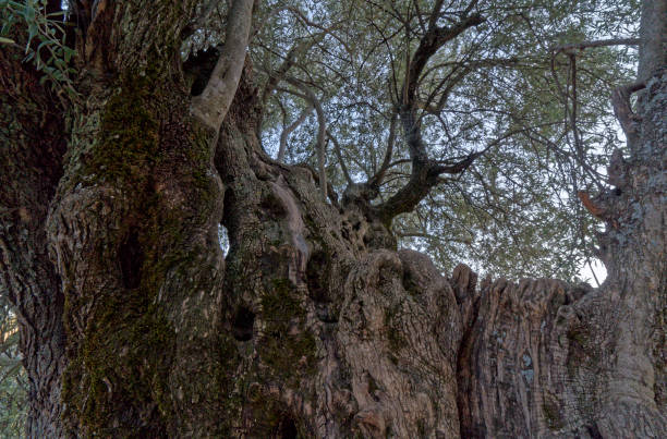ancient olive tree trunk near a medieval town stock photo