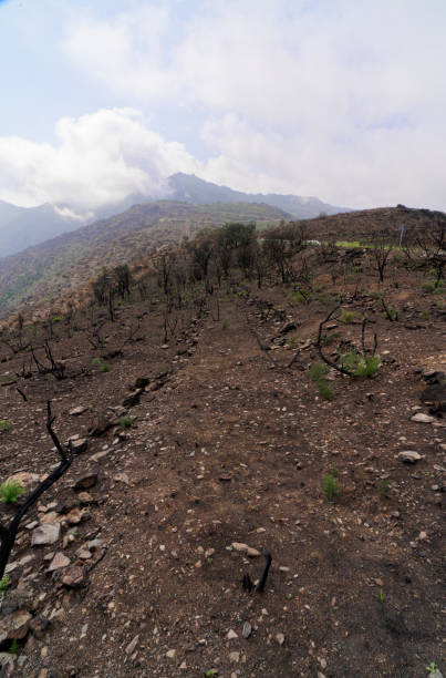 mountain ridge with burnt olive trees stock photo