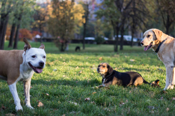 istock Different dog breeds have fun together 1351447934