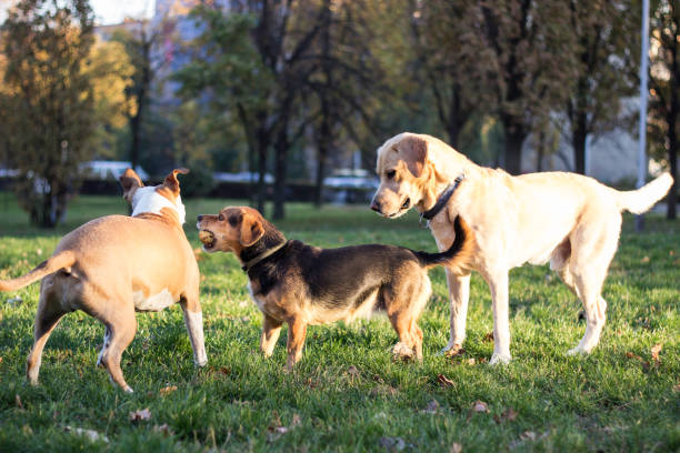 istock Different dog breeds have fun together 1351447958