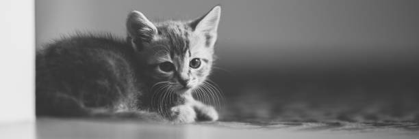 istock Lovely turtle kitten rest alone on carpet floor. BW photo. 1351448773