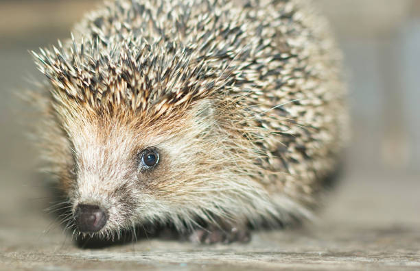 istock Portrait of a hedgehog 1351448987