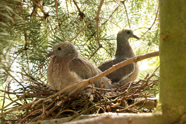 istock The young pigeon is sitting in the nest 1351449843