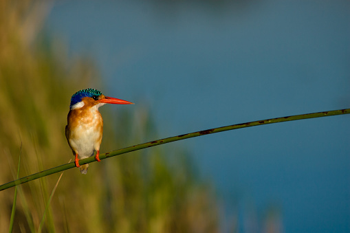 A tiny Malachite kingfisher perches on a reed. Okavango Delta, Botswana