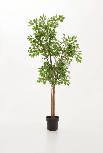 istock white background and flower plant 1351451449