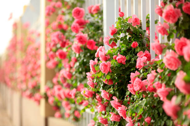 istock In the summer, rose is blooming 1351451632