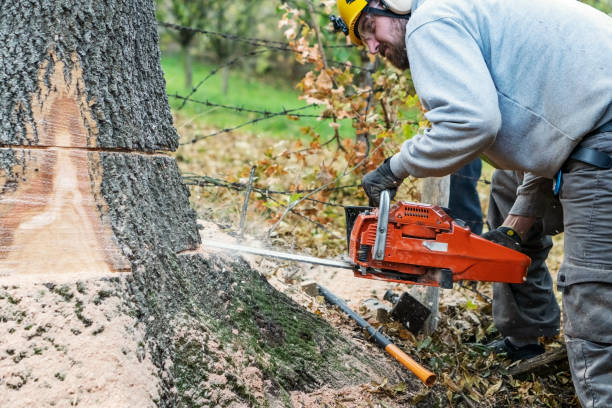 istock Professional Lumberjack Cutting a big Tree in a backyard 1351451677