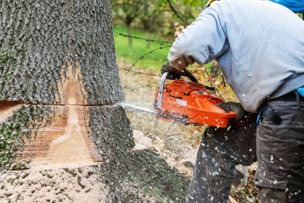 istock Professional Lumberjack Cutting a big Tree in a backyard 1351451696