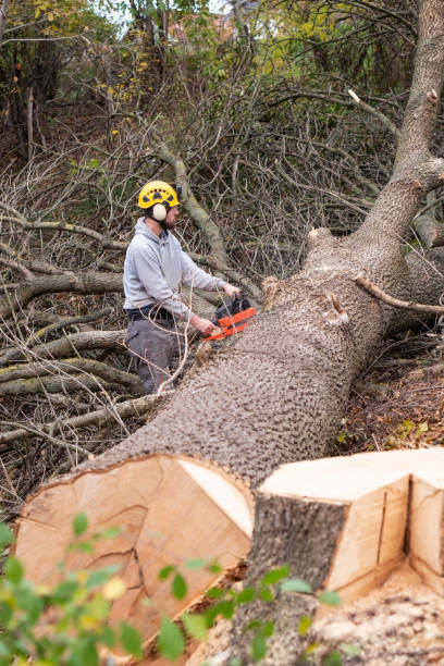 istock Professional Lumberjack Cutting a big Tree in a backyard 1351452250