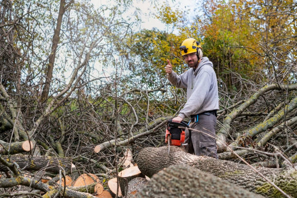 istock Professional Lumberjack Cutting a big Tree in a backyard 1351452377