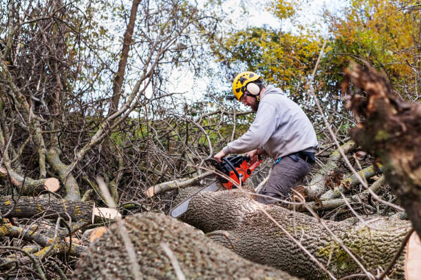istock Professional Lumberjack Cutting a big Tree in a backyard 1351452378