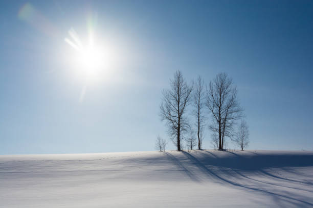 istock Winter groves on a snowy hill with the blue sky 1351454279