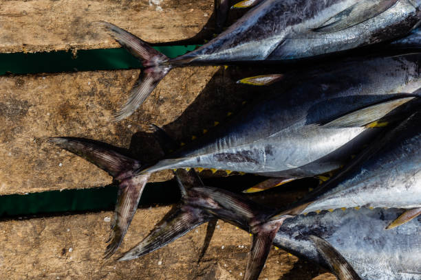 istock Tuna laid out on the pier 1351454518
