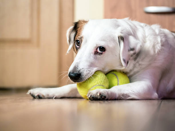 istock A dog biting a tennis ball on the floor 1351455281
