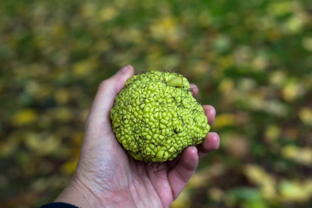 green hedge apple fruit in hand in a public garden Closeup of green hedge apple fruit in hand in a public garden maclura pomifera stock pictures, royalty-free photos & images