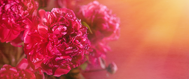 Abstract romance background with delicate red peonies flowers, close-up. Romantic banner with free copy space for text