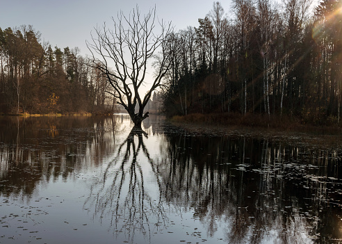 landscape with a dry withered tree in the middle of the lake, the sun's rays shine through the foliage of the trees, a beautiful synchronous reflection of the tree on the calm surface of the lake, autumn time in nature