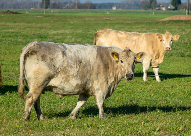 istock a variegated herd of cows eats grass 1351459294