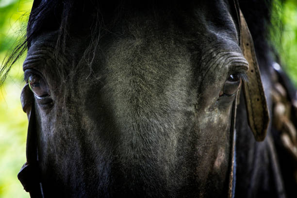 istock Partial head shot of a black horse head 1351459556
