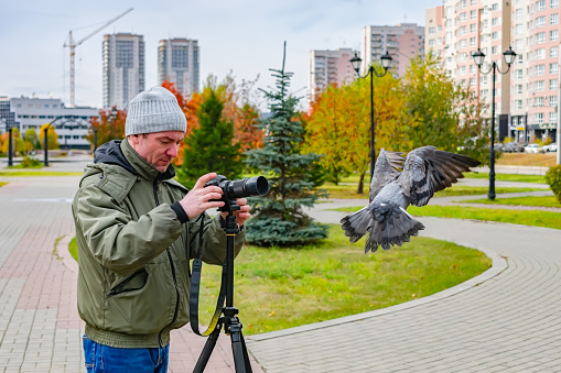 An ornithologist photographer takes pictures and studies of pigeons in autumn in the city