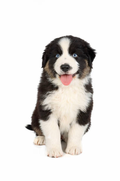istock australian shepherd puppy 1351460523