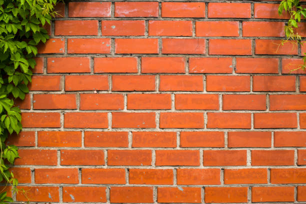 istock red brick wall with wild grapes 1351460540