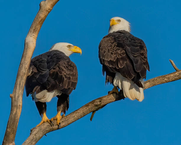 istock Twin bald eagles on a perch on the Potomac River 1351463788