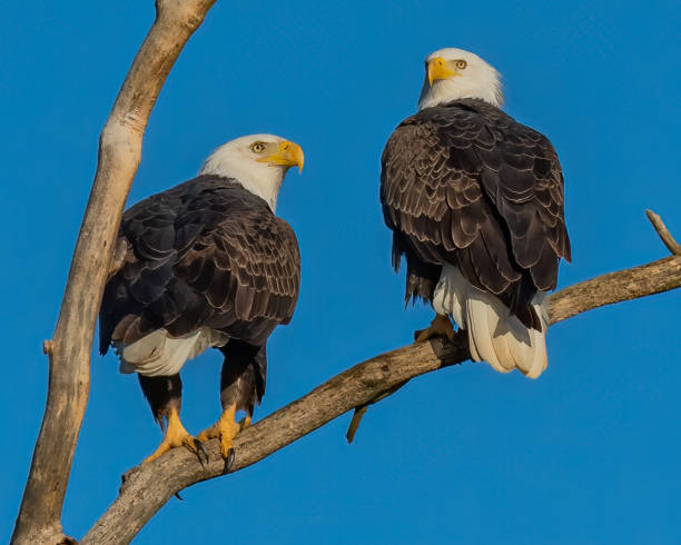 istock Twin bald eagles on a perch on the Potomac River 1351463792