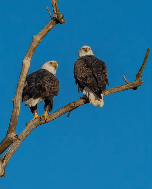 istock Twin bald eagles on a perch on the Potomac River 1351463796