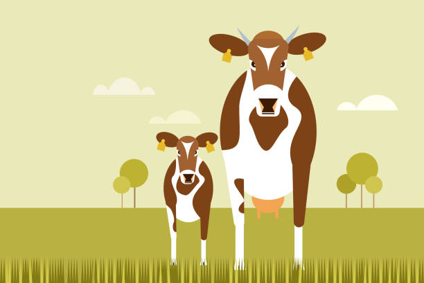 ilustraciones, imágenes clip art, dibujos animados e iconos de stock de ilustración de una vaca y un ternero de pie en un campo cubierto de hierba - animal husbandry illustrations