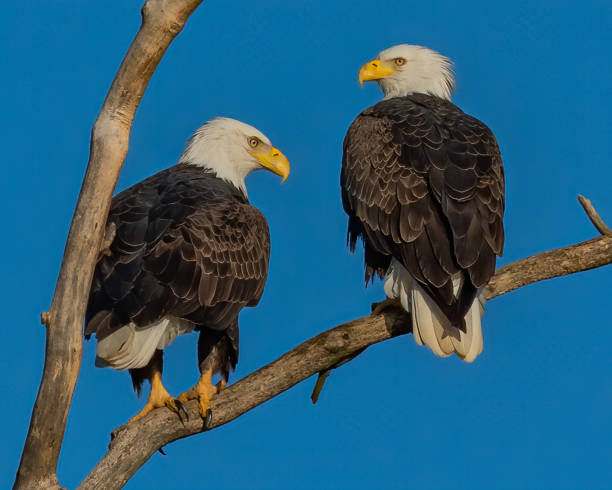 istock Twin bald eagles on a perch on the Potomac River 1351463804