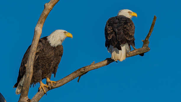 istock Twin bald eagles on a perch on the Potomac River 1351463848