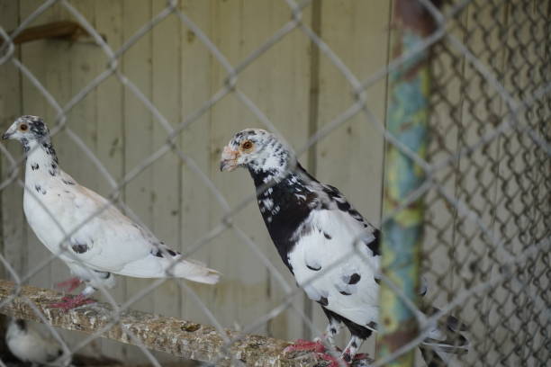 istock Black and white pigeons in cage 1351464073