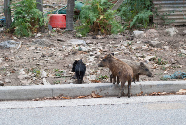 istock three little pigs on the road 1351464126