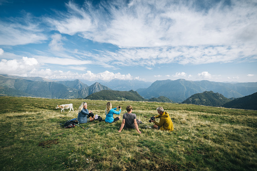 Cows walk by them, in the European Alps