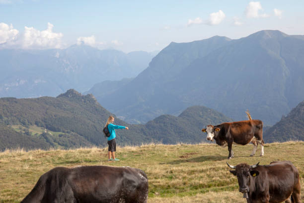 istock Female hiker relaxes on grass slope, near cattle 1351464420