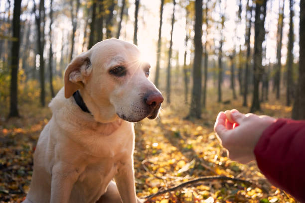 Man with dog autumn forest