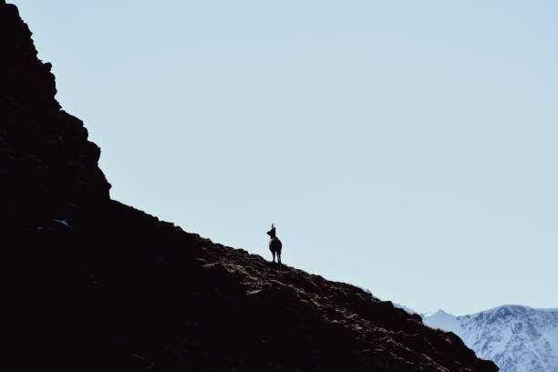 istock Chamois in the Alps 1351466272