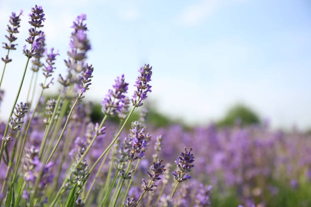 istock Beautiful blooming lavender field on summer day, closeup 1351466550