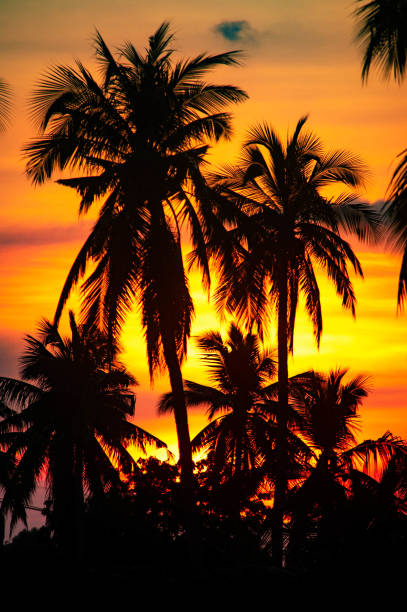 istock Silhouette at sunset in a coconut plantation 1351466604