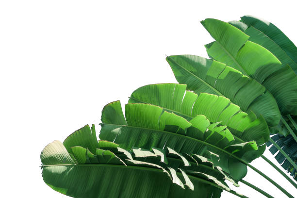 istock green banana leaf isolated on white background with clipping path for design elements, summer background, abstract green leaves texture, nature background 1351467751