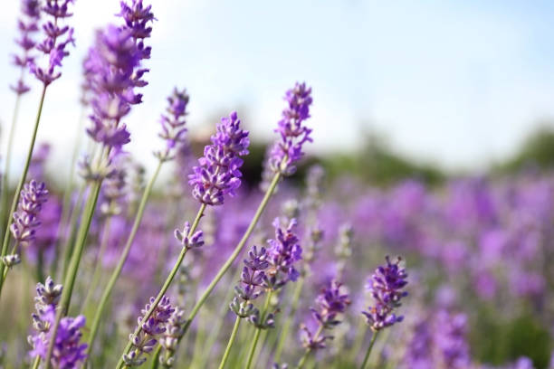 Beautiful blooming lavender field on summer day, closeup