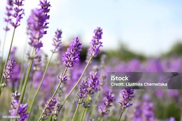 Beautiful Blooming Lavender Field On Summer Day Closeup Stock Photo - Download Image Now