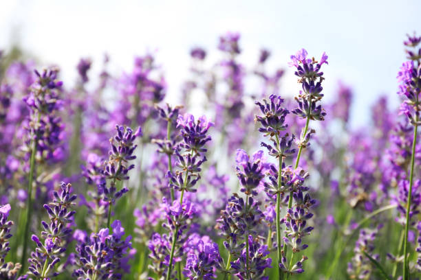 istock Beautiful blooming lavender field on summer day, closeup 1351468048