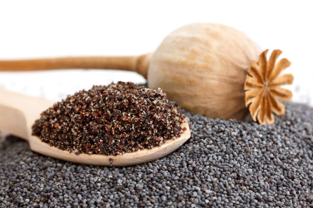 Wooden spoon with ground poppy seeds, pod, and whole seeds. Wooden spoon with ground poppy seeds, pod, and whole seeds. poppy seed stock pictures, royalty-free photos & images