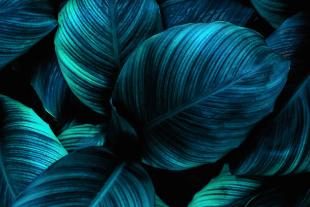 istock abstract green leaf texture, nature background, tropical leaf 1351468696