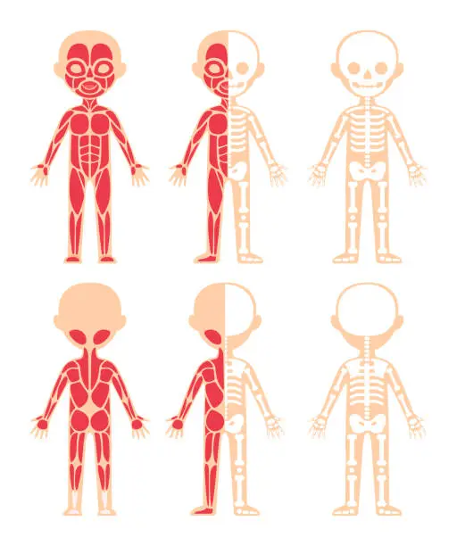 Vector illustration of Muscular and Skeletal system of Kid. Front Back view. Cartoon Color and Flat Template for Education and Anatomy lesson with Children. Isolated Simple Scheme. Illustration for Medical Design. Vector.