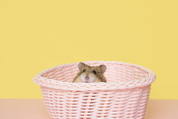 istock hamster in a pink basket on a yellow background 1351474512