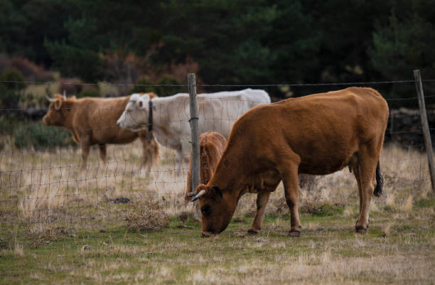 フィールド内の牛のグループ。カンタロハスで撮影, カスティーリャ・ラ・マンチャ, スペイン - カスティーリャラマンチャ ストックフォトと画像